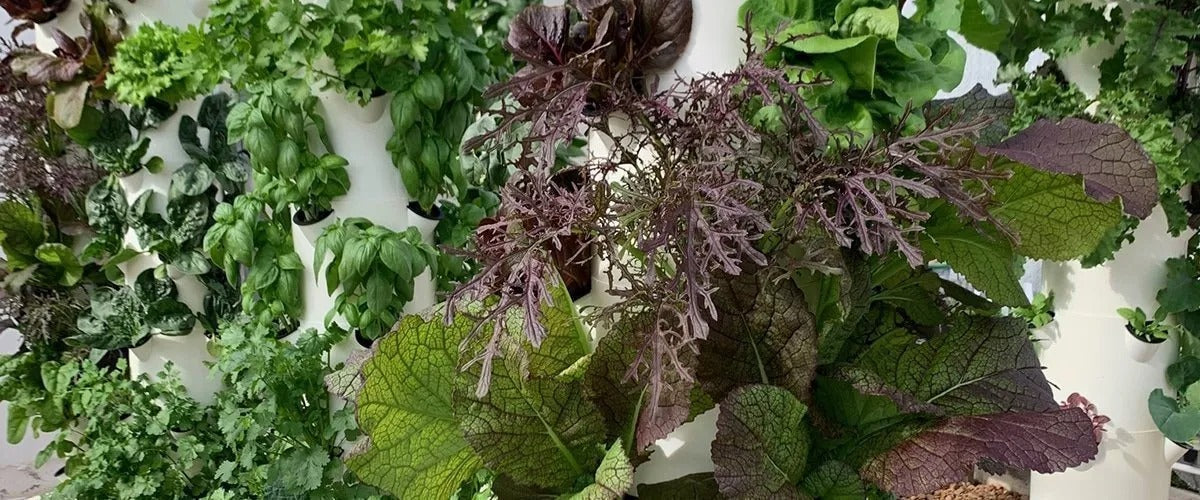 Hydroponic Growing System Mini