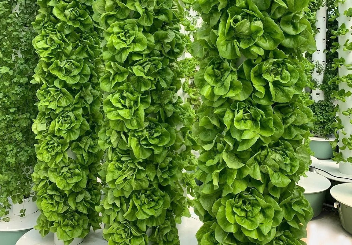 Hydroponic Growing System Mini