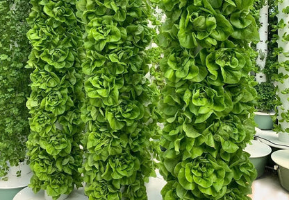 Hydroponic Growing System Mini